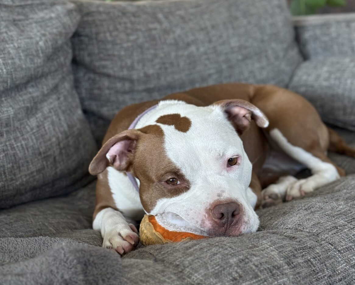 ‘Biscuit’s Bill’ fails in Utah Senate. Shelter animal advocates say they’ll keep fighting